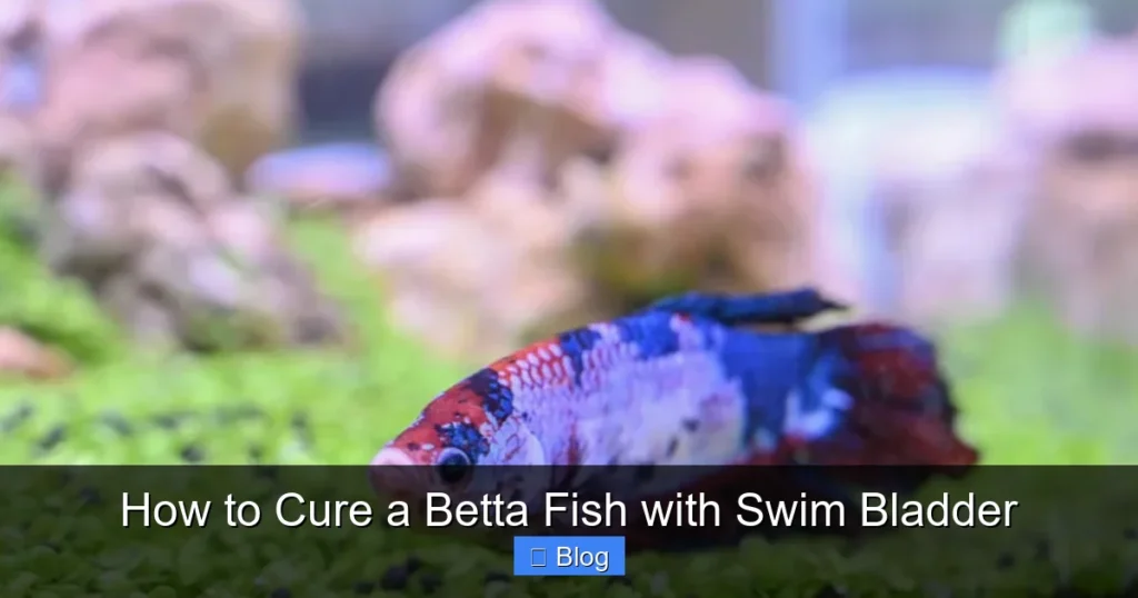 How to Cure a Betta Fish with Swim Bladder