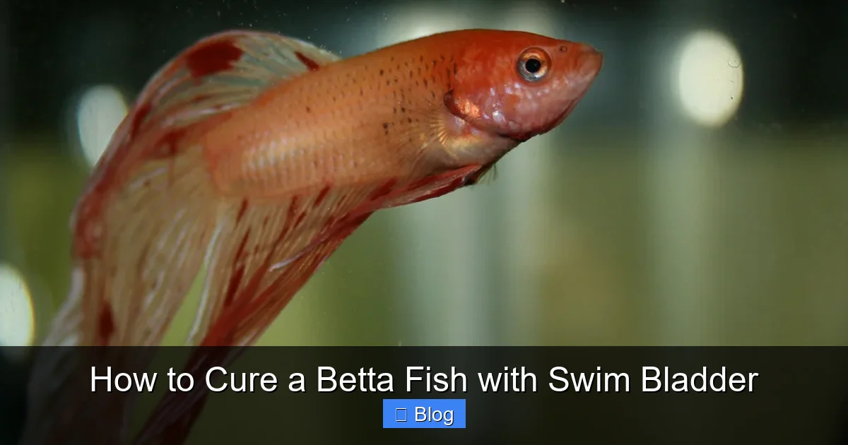 How to Cure a Betta Fish with Swim Bladder