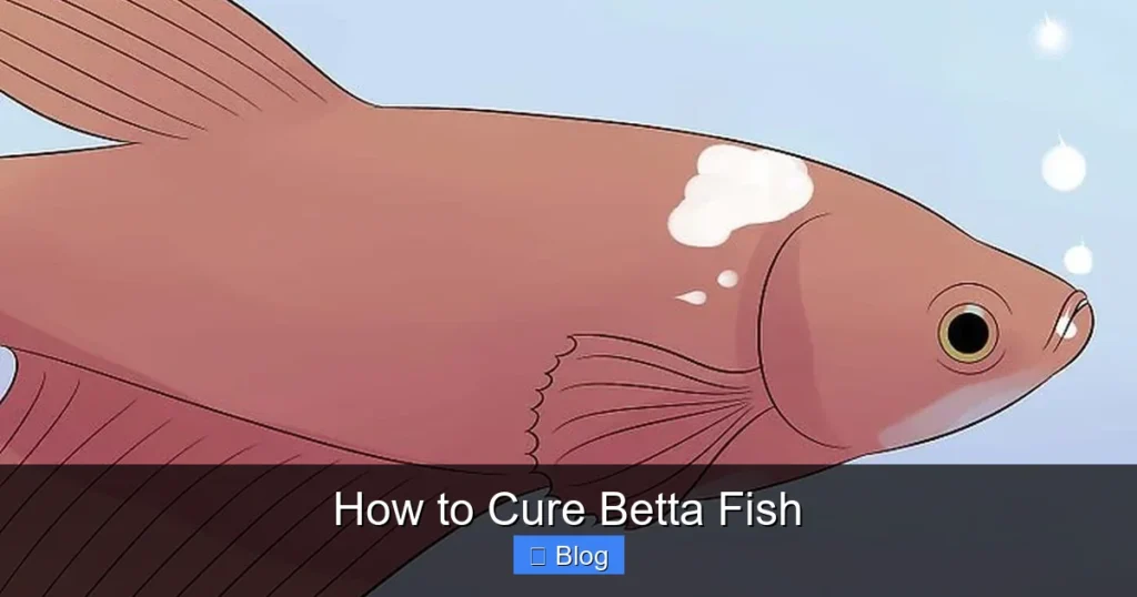 How to Cure Betta Fish
