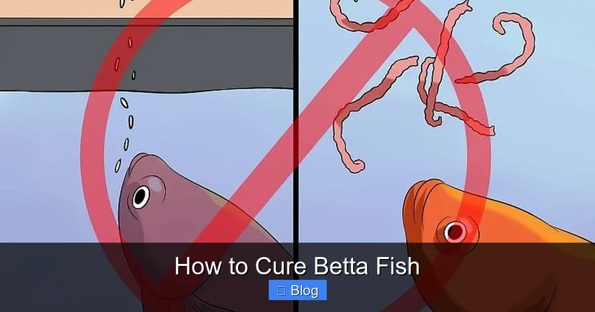 How to Cure Betta Fish