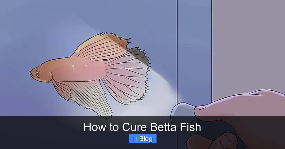 How to Cure Betta Fish