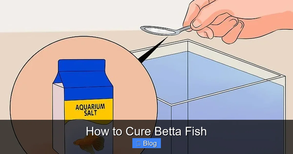 How to Cure Betta Fish