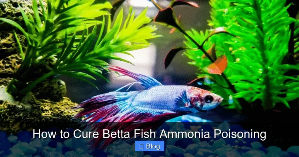 How to Cure Betta Fish Ammonia Poisoning