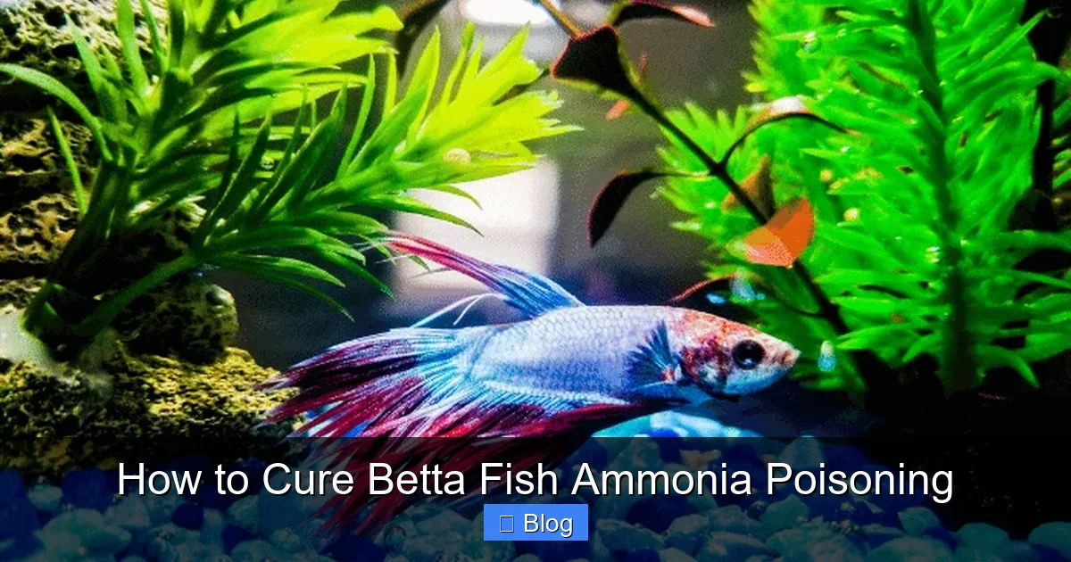 How to Cure Betta Fish Ammonia Poisoning