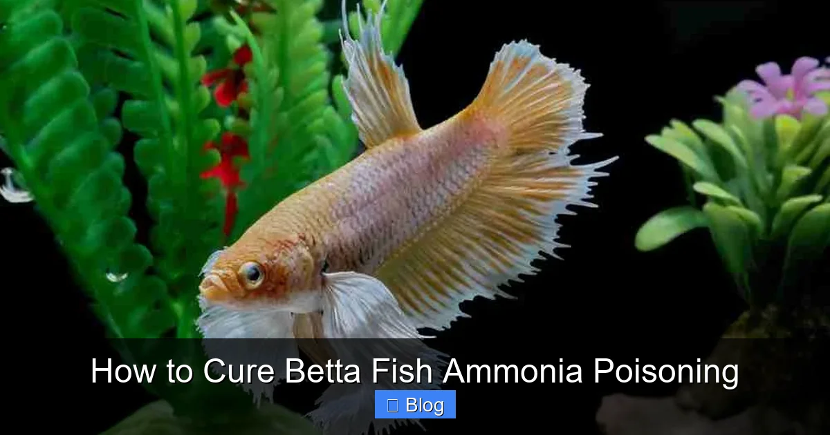 How to Cure Betta Fish Ammonia Poisoning