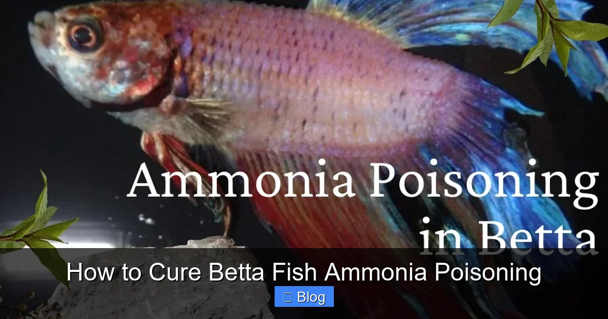 How to Cure Betta Fish Ammonia Poisoning