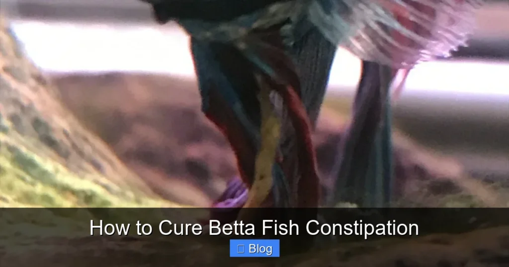 How to Cure Betta Fish Constipation