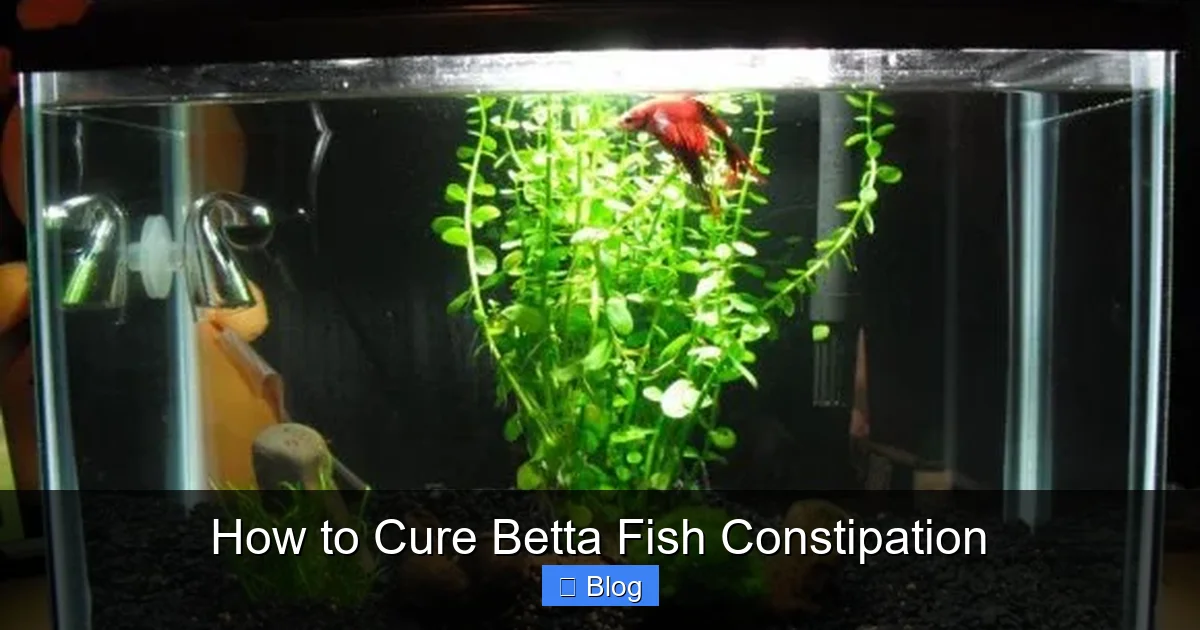 How to Cure Betta Fish Constipation