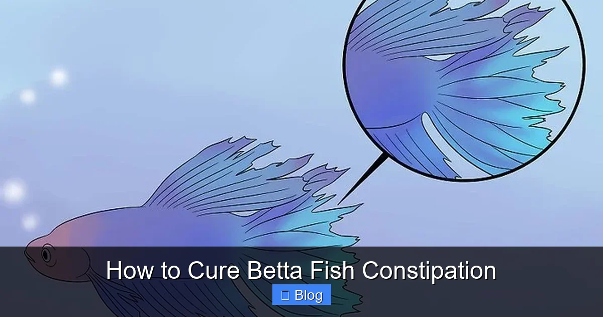 How to Cure Betta Fish Constipation