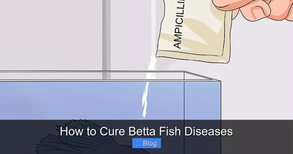 How to Cure Betta Fish Diseases