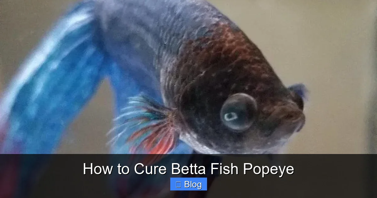 How to Cure Betta Fish Popeye