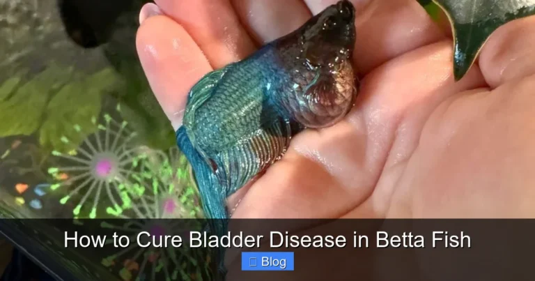 How to Cure Bladder Disease in Betta Fish
