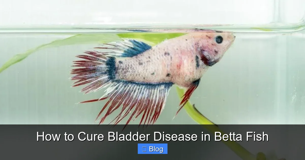 How to Cure Bladder Disease in Betta Fish