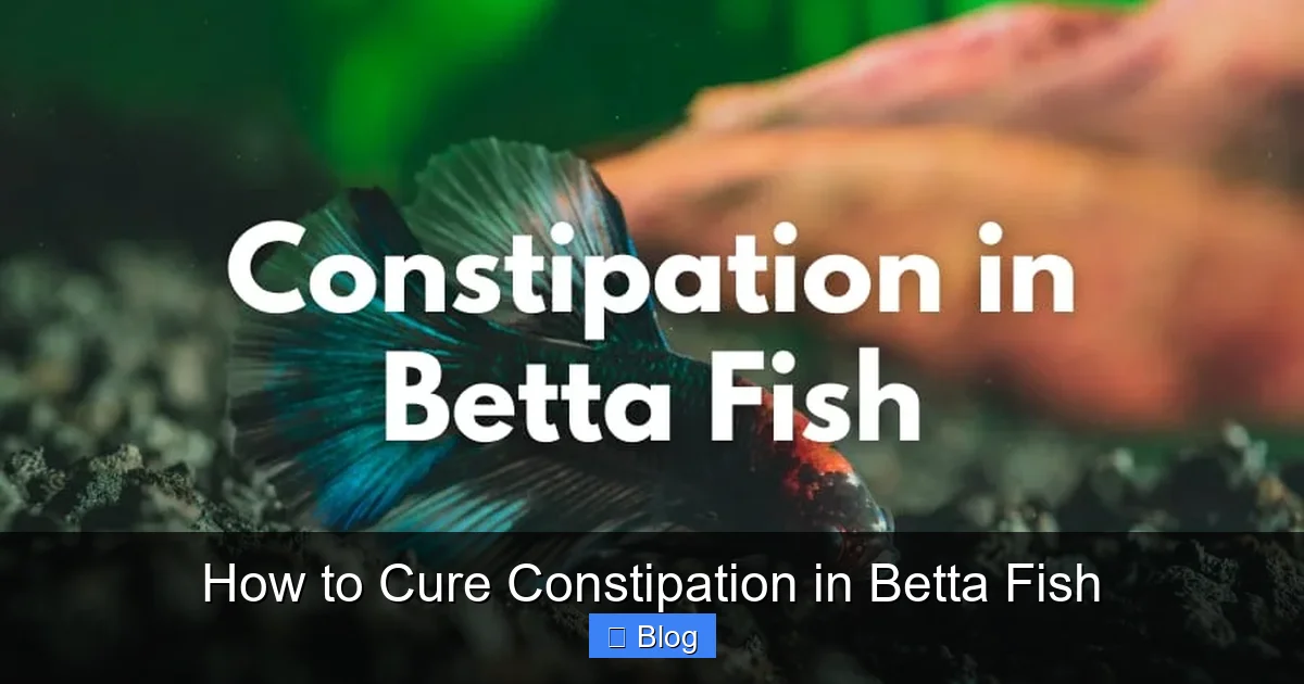 How to Cure Constipation in Betta Fish