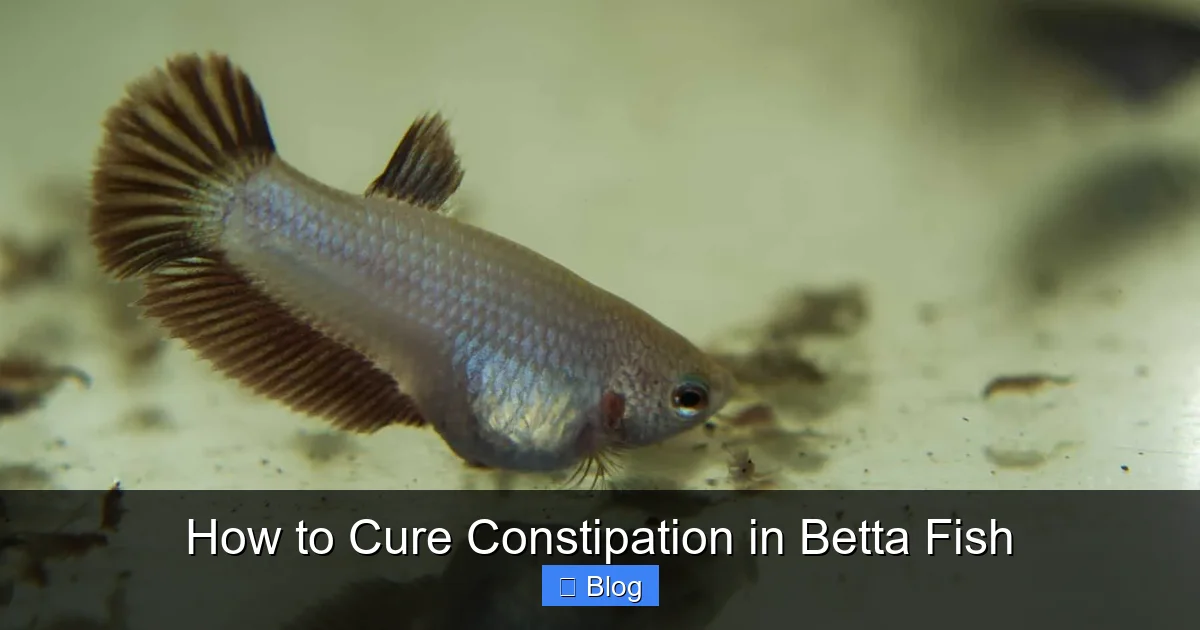 How to Cure Constipation in Betta Fish
