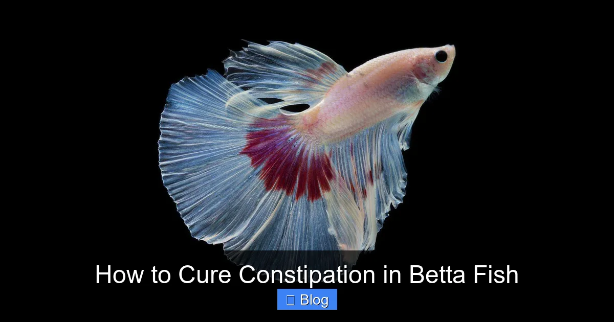 How to Cure Constipation in Betta Fish