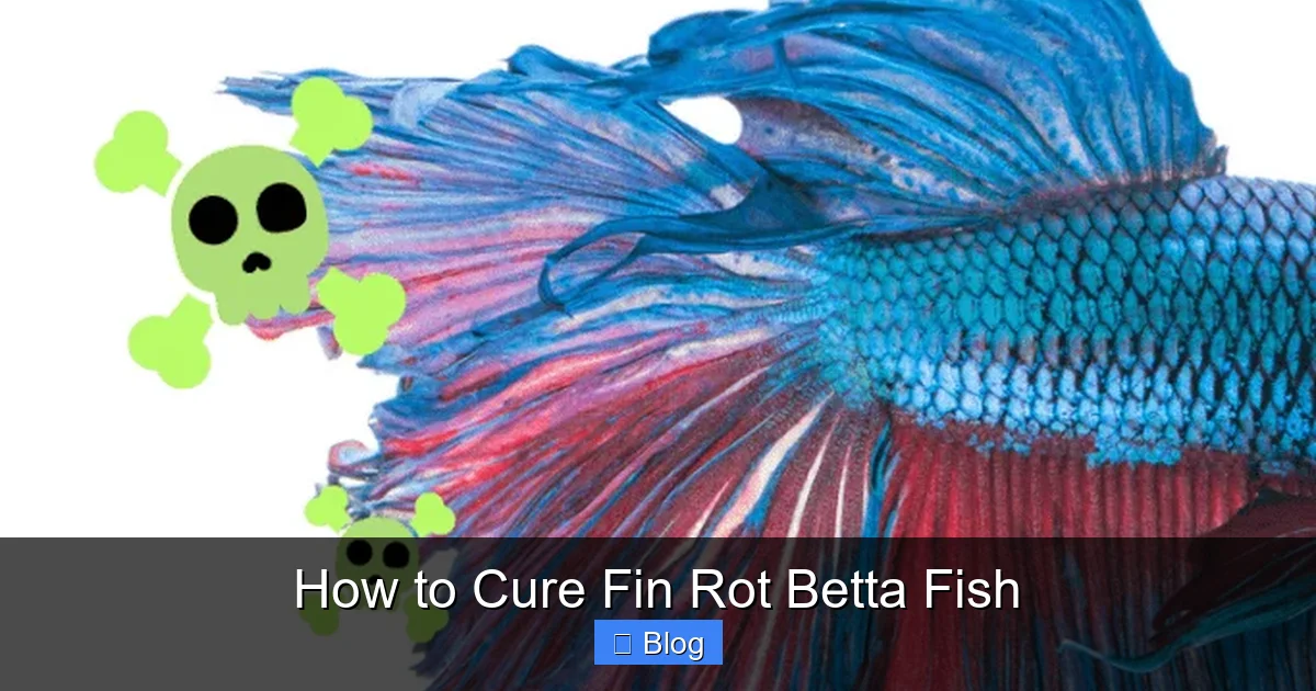 How to Cure Fin Rot Betta Fish