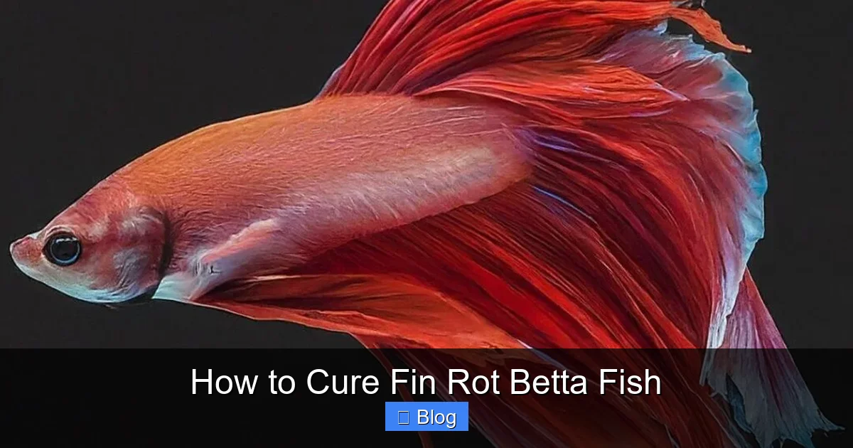 How to Cure Fin Rot Betta Fish