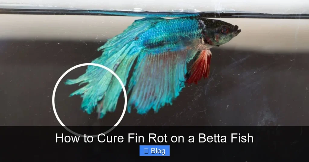 How to Cure Fin Rot on a Betta Fish
