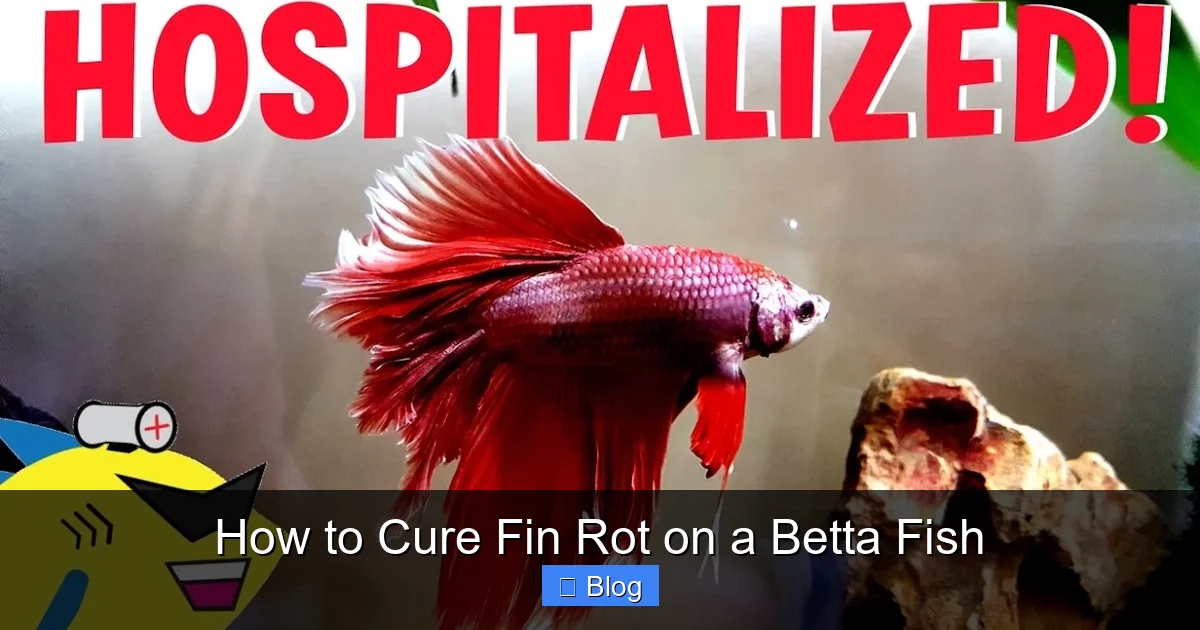 How to Cure Fin Rot on a Betta Fish