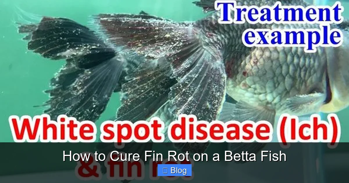 How to Cure Fin Rot on a Betta Fish