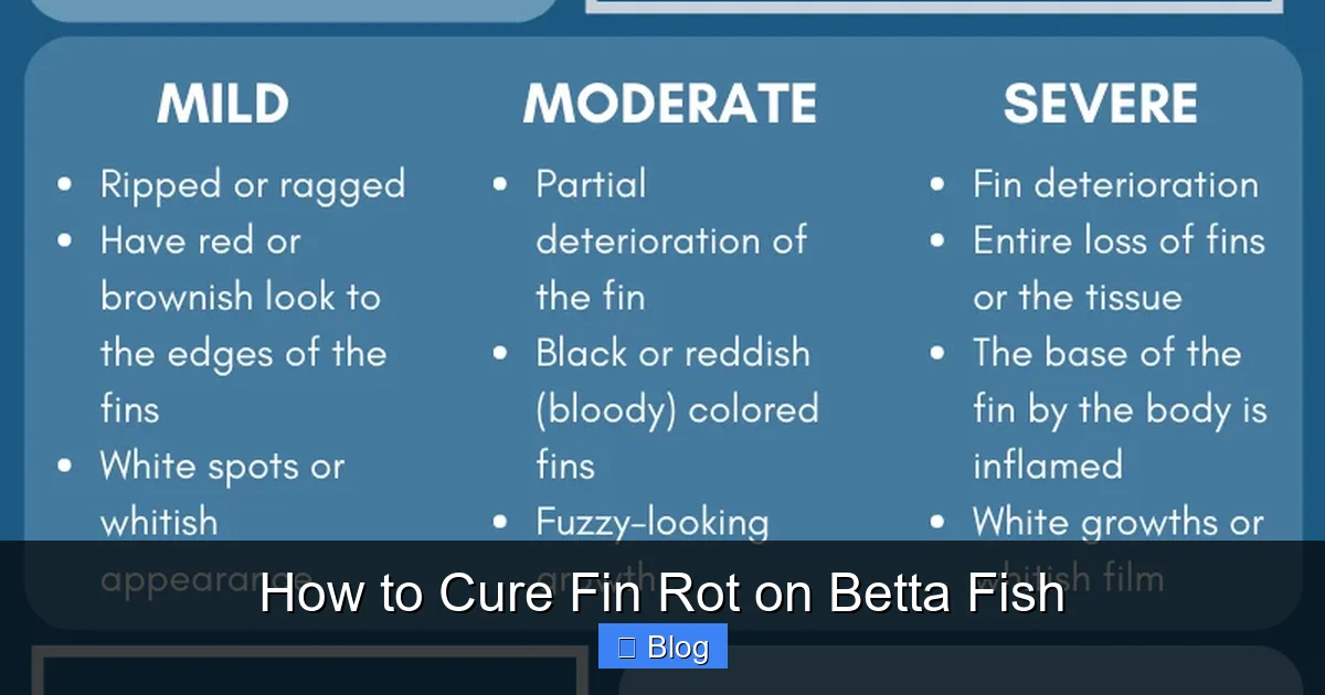 How to Cure Fin Rot on Betta Fish