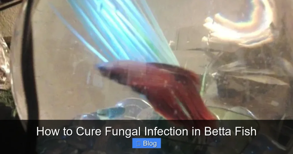 How to Cure Fungal Infection in Betta Fish
