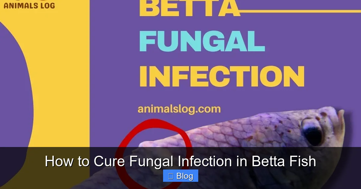 How to Cure Fungal Infection in Betta Fish