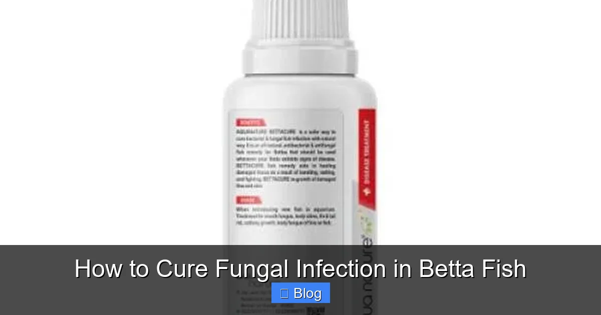 How to Cure Fungal Infection in Betta Fish