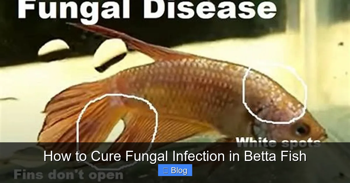 How to Cure Fungal Infection in Betta Fish