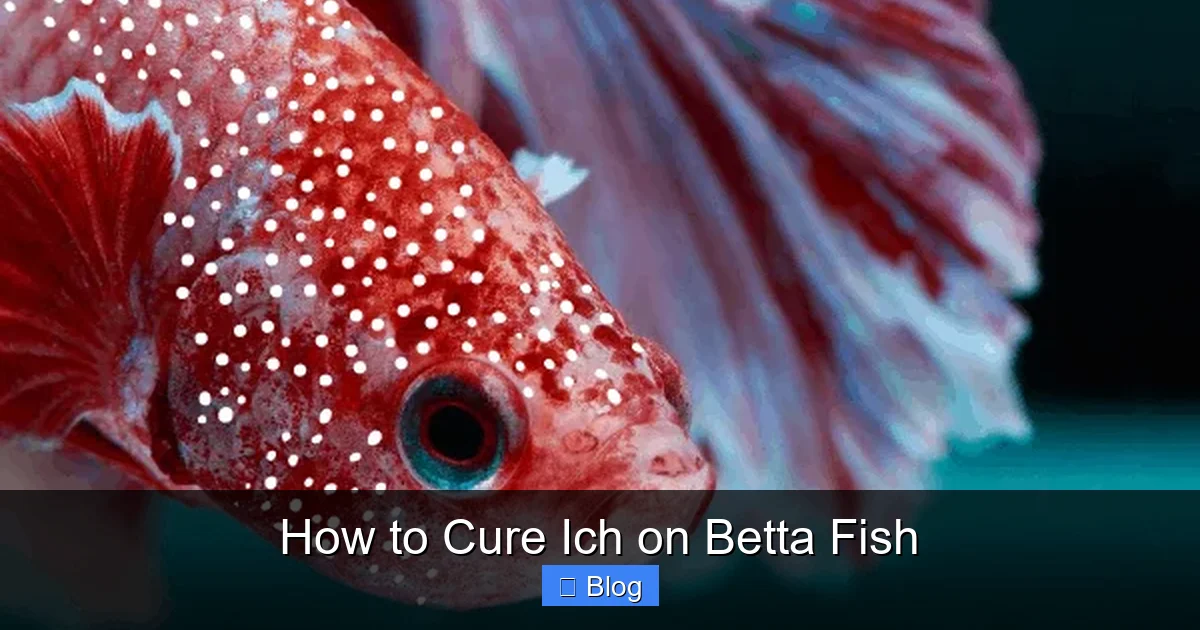 How to Cure Ich on Betta Fish