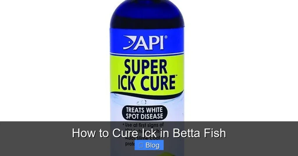 How to Cure Ick in Betta Fish