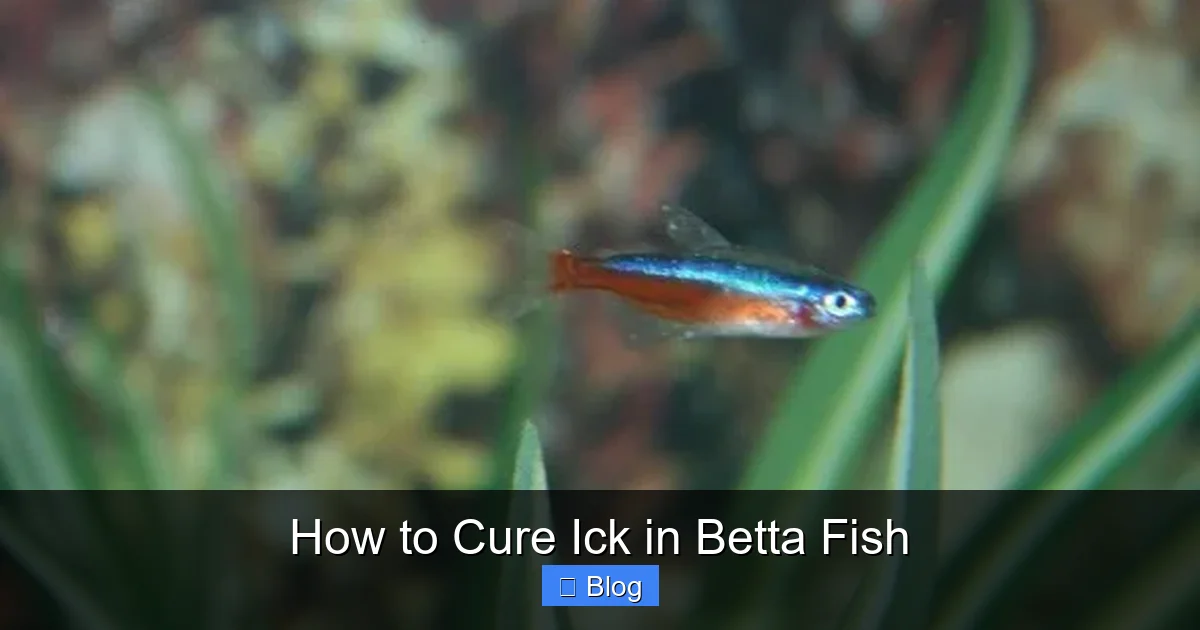 How to Cure Ick in Betta Fish