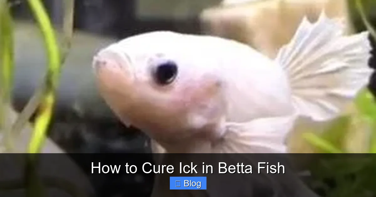How to Cure Ick in Betta Fish