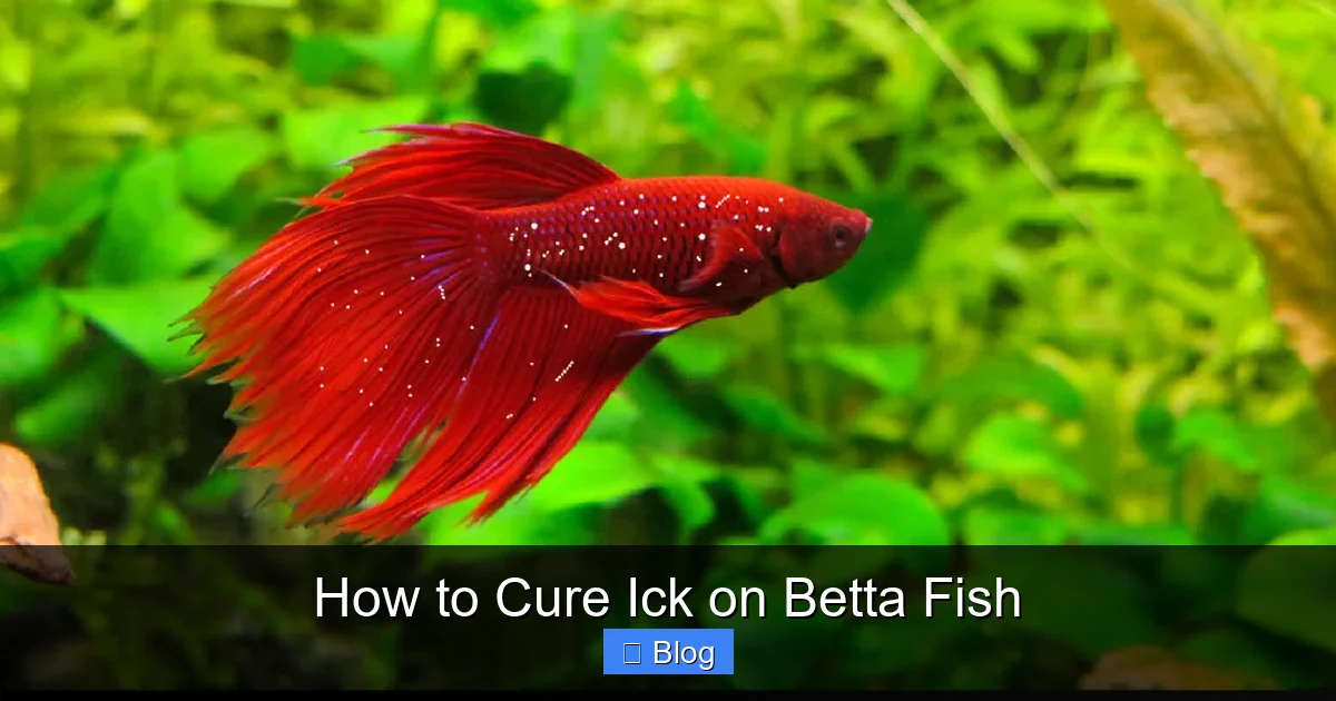 How to Cure Ick on Betta Fish