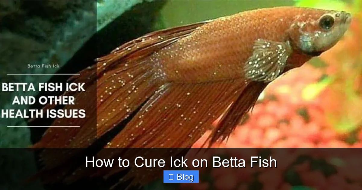 How to Cure Ick on Betta Fish