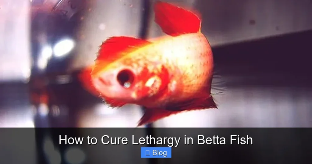 How to Cure Lethargy in Betta Fish