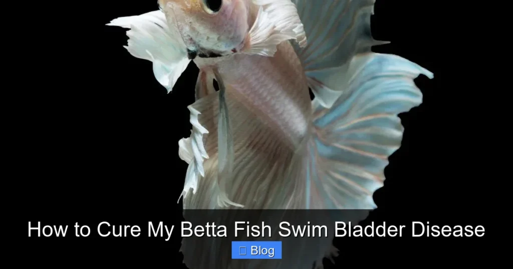 How to Cure My Betta Fish Swim Bladder Disease
