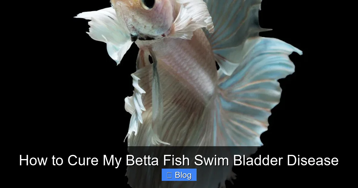 How to Cure My Betta Fish Swim Bladder Disease