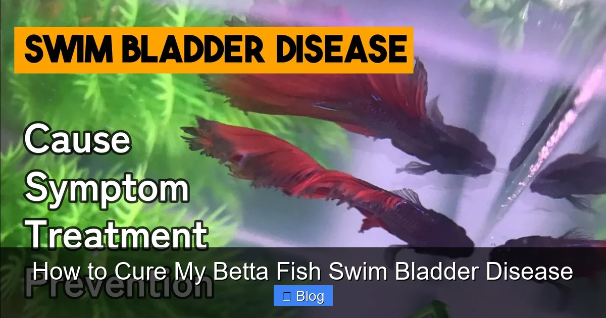 How to Cure My Betta Fish Swim Bladder Disease