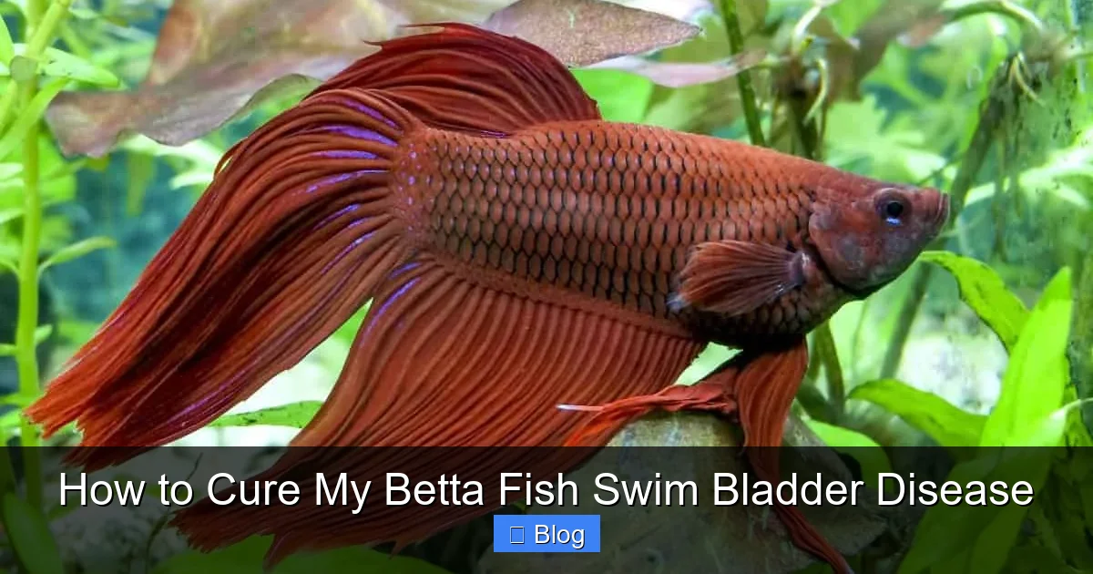 How to Cure My Betta Fish Swim Bladder Disease