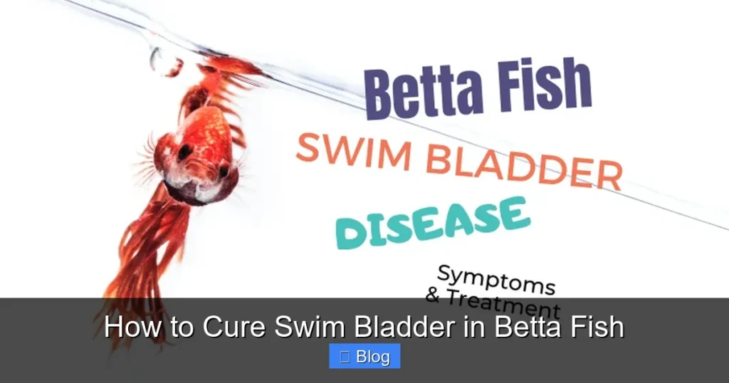 How to Cure Swim Bladder in Betta Fish