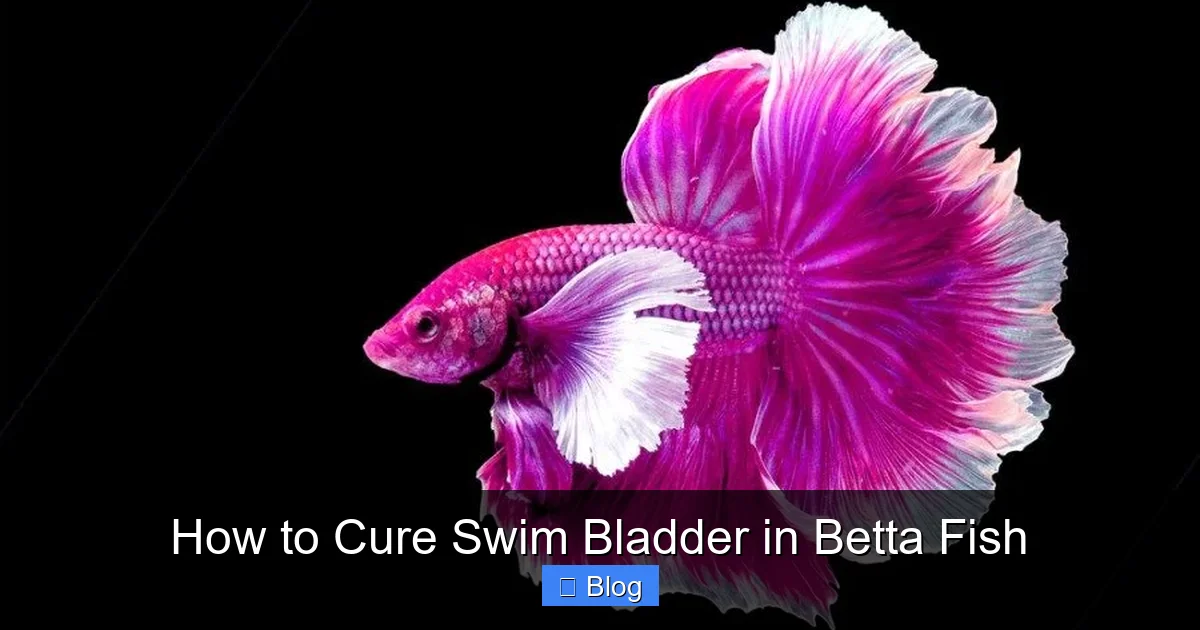 How to Cure Swim Bladder in Betta Fish