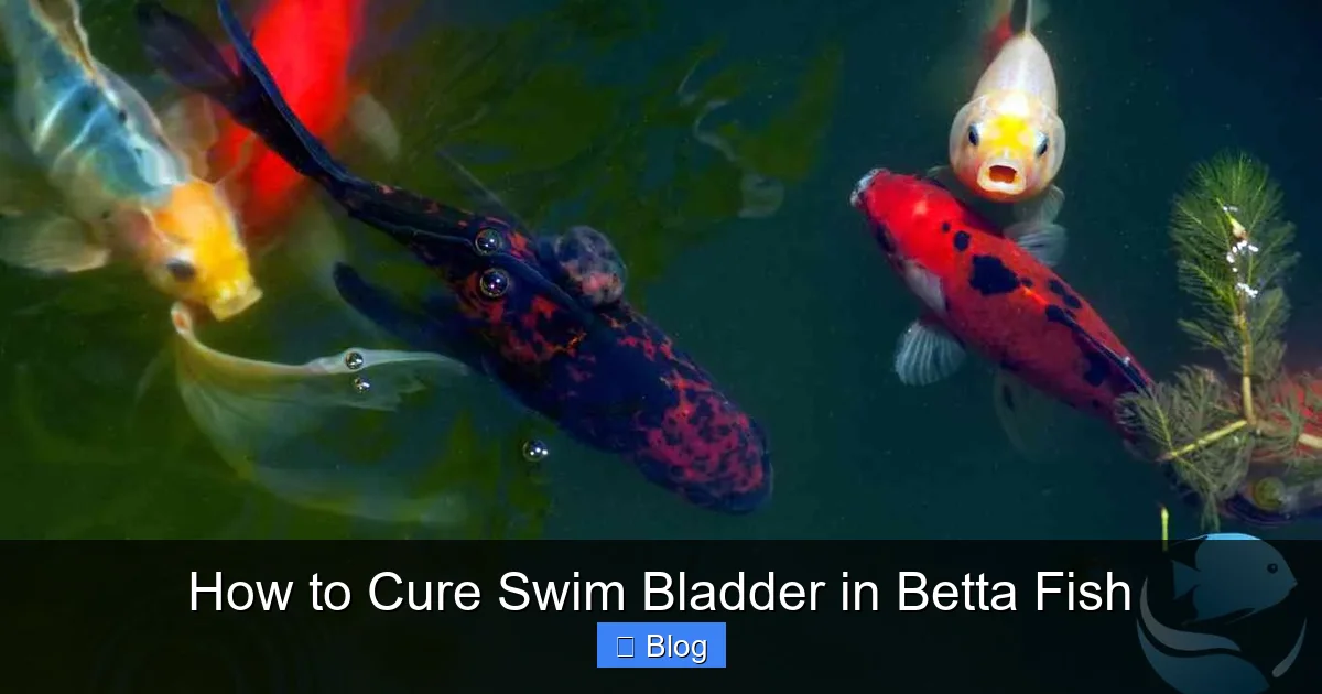 How to Cure Swim Bladder in Betta Fish