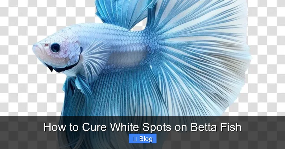 How to Cure White Spots on Betta Fish