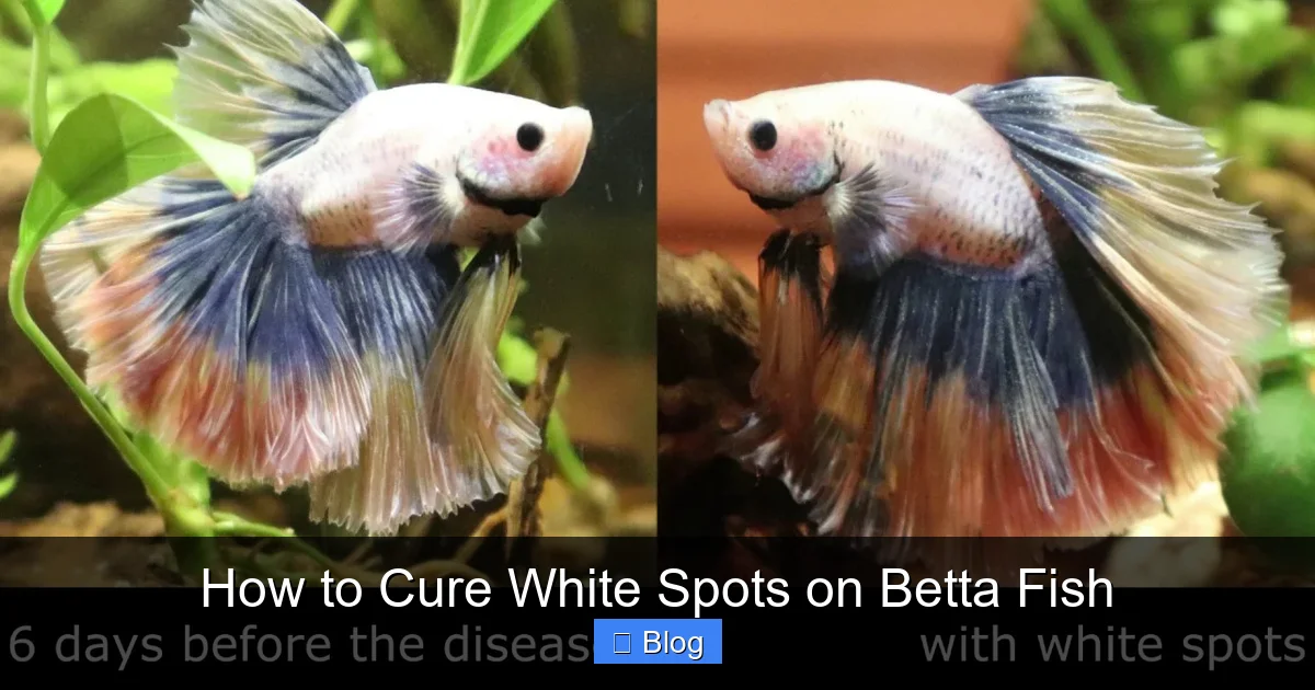 How to Cure White Spots on Betta Fish