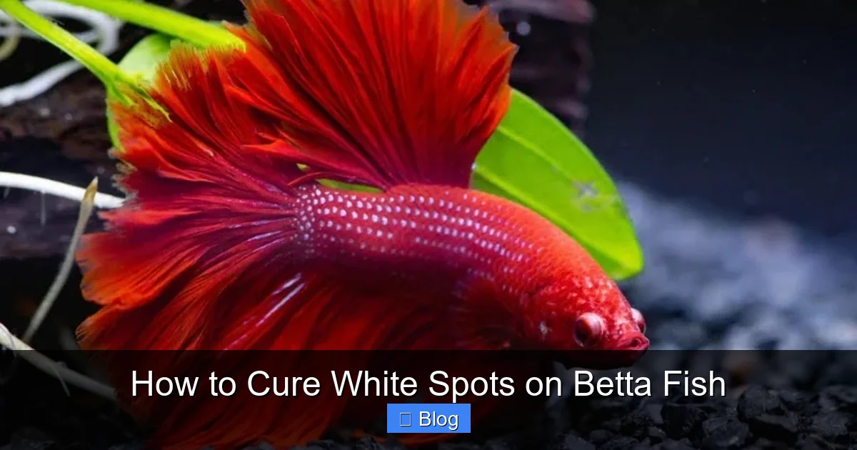 How to Cure White Spots on Betta Fish