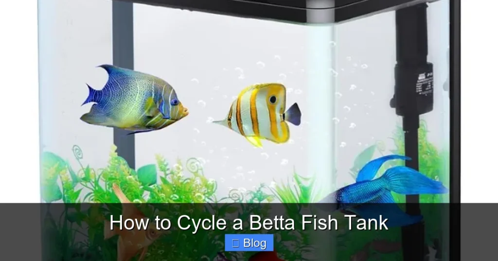 How to Cycle a Betta Fish Tank