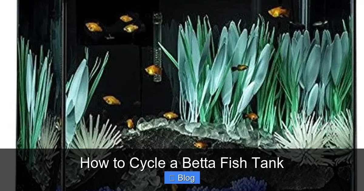 How to Cycle a Betta Fish Tank