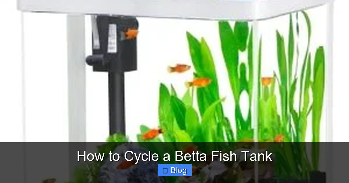 How to Cycle a Betta Fish Tank
